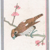 Birds of the East.