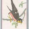 Birds of the East.