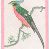 Birds of the East.
