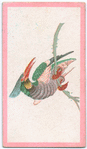 Birds of the East.