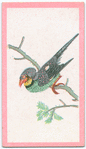 Birds of the East.