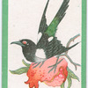Birds of the East.