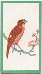 Birds of the East.