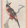 Birds of the East.
