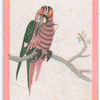Birds of the East.
