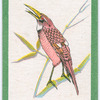Birds of the East.