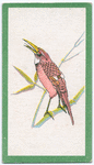 Birds of the East.
