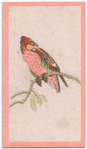 Birds of the East.