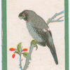 Birds of the East.
