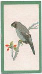 Birds of the East.
