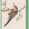 Birds of the East.
