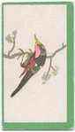 Birds of the East.