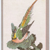 Birds of the East.