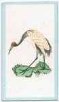 Birds of the East.