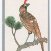 Birds of the East.
