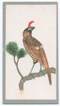Birds of the East.