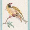 Birds of the East.