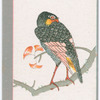 Birds of the East.