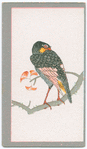 Birds of the East.