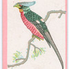 Birds of the East.
