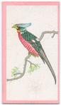 Birds of the East.