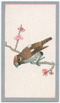Birds of the East.