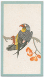 Birds of the East.