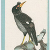 Birds of the East.