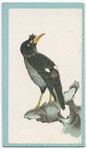 Birds of the East.