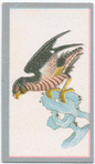 Birds of the East.