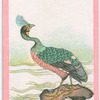 Birds of the East.