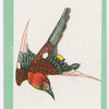 Birds of the East.