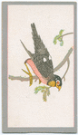 Birds of the East.