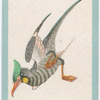Birds of the East.