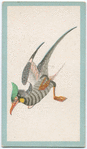 Birds of the East.