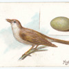 Nightingale, Philomela lushinia.