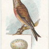 Linnet, Acanthis cannabina.