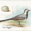 Pied wagtail, Motacilla lugubris.