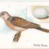Turtle dove, Turtur auritus.