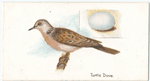 Turtle dove, Turtur auritus.