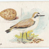Kentish plover.