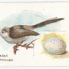 Long-tailed titmouse.