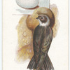 Sand martin, Cotile riparia.