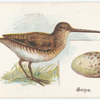 Snipe, Scolopax gallinago.