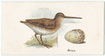 Snipe, Scolopax gallinago.