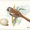 Bearded tit, Panurus biarmicus.