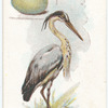 Common heron, Ardea cinerea.
