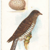 Cuckoo, Cuculus canorus.