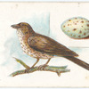 Song thrush, Turdus musicus.