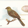 Yellow hammer, Emberiza citrinella.